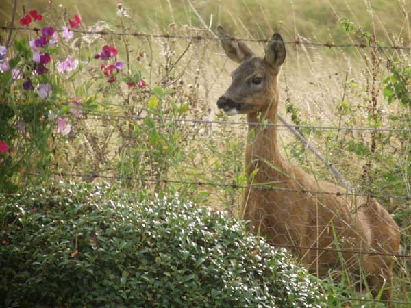 Roe Deer eating Sweet Pea flowers