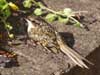 Tree Creeper on Wall